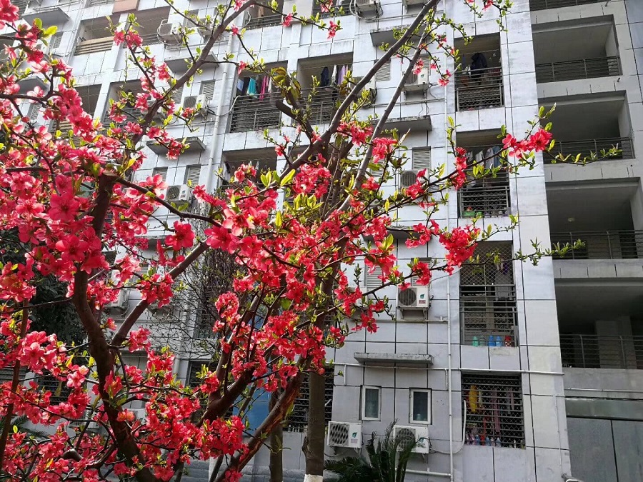 綿陽(yáng)南山中學(xué)是一所公辦的高中吧？