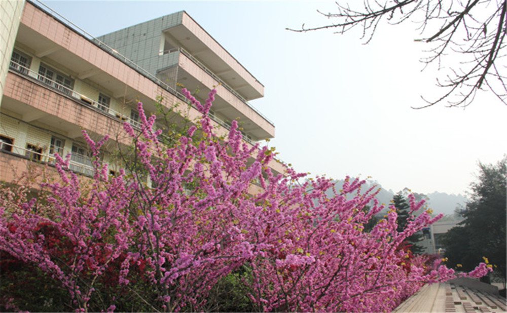 五通橋中學(xué)校園環(huán)境怎么樣？