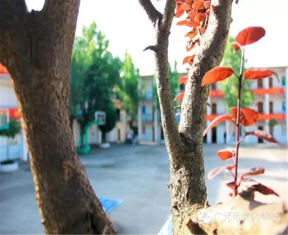 廣元市黃岡學(xué)校2020年學(xué)費的收費標(biāo)準(zhǔn)是多少？