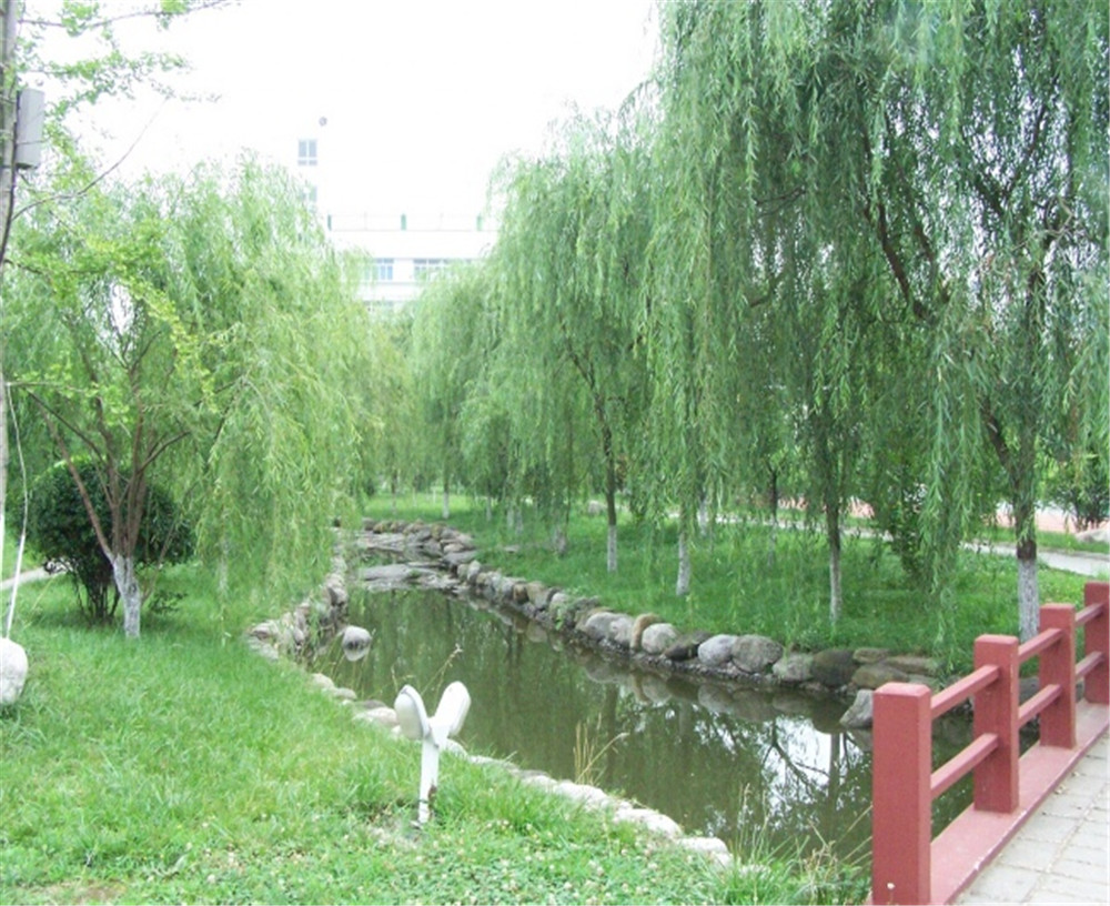 廣元外國語2020年學校招生分數公布了嗎？