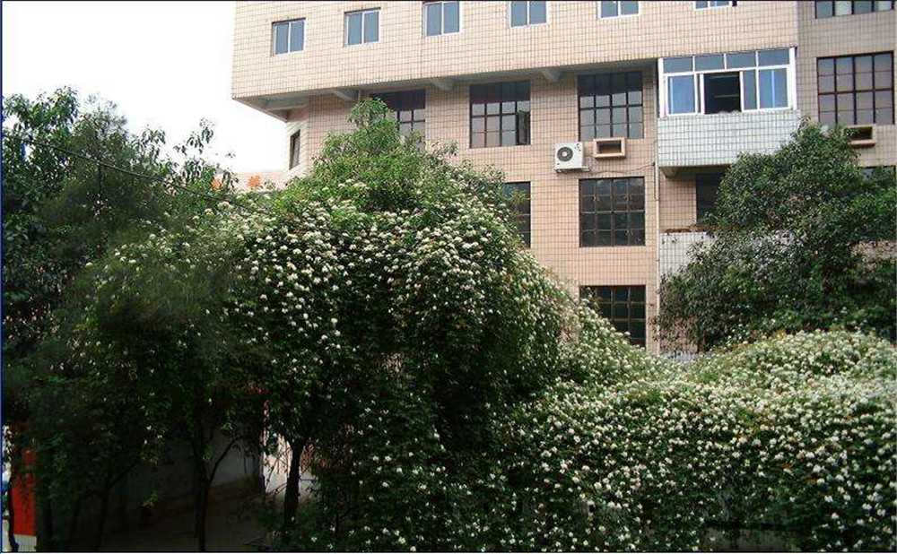 石室聯(lián)合中學(xué)蜀華分校2020年招生計(jì)劃是多少？