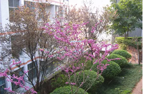 三星中學(xué)的本科升學(xué)率是多少？